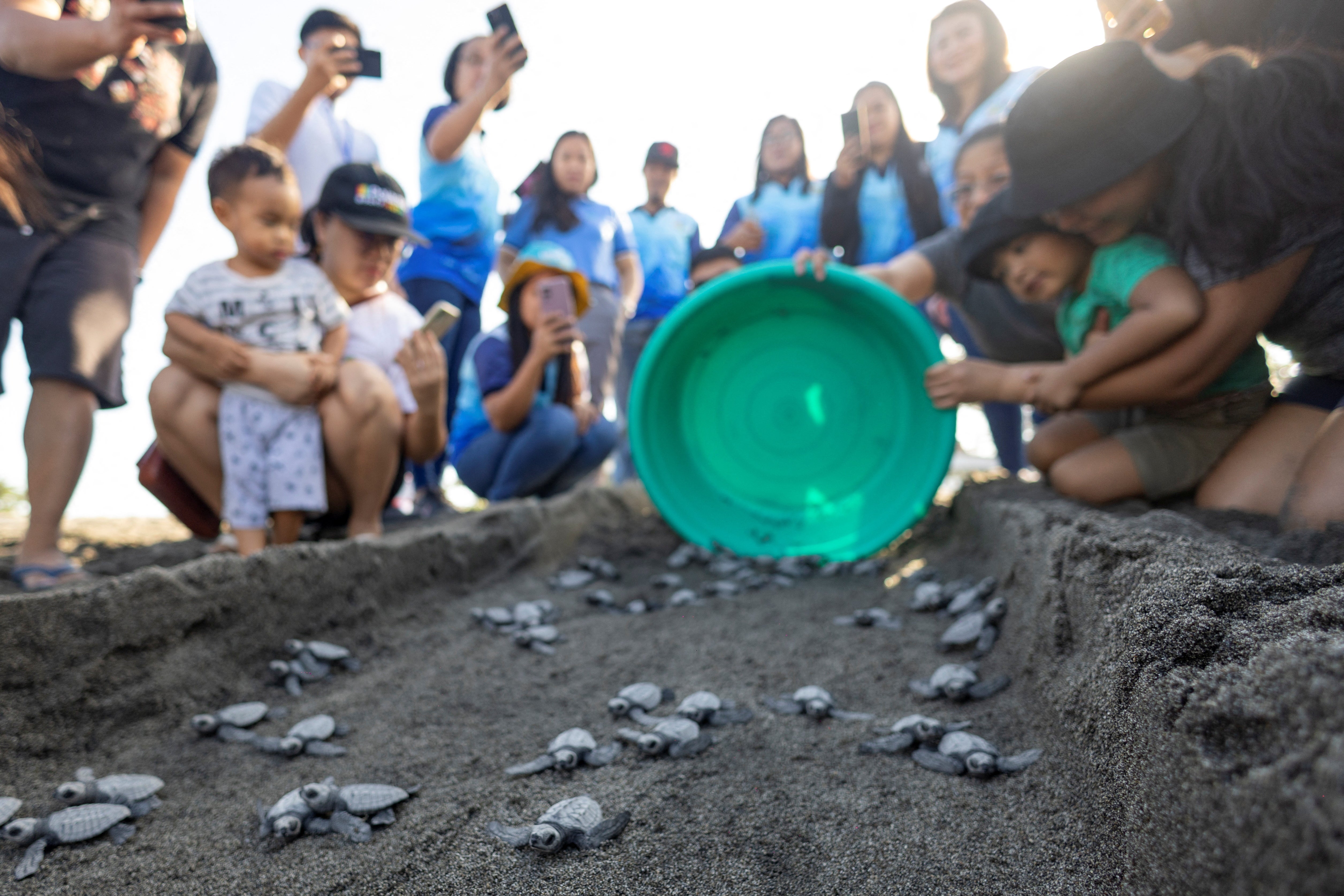 The turtle hatchlings are released