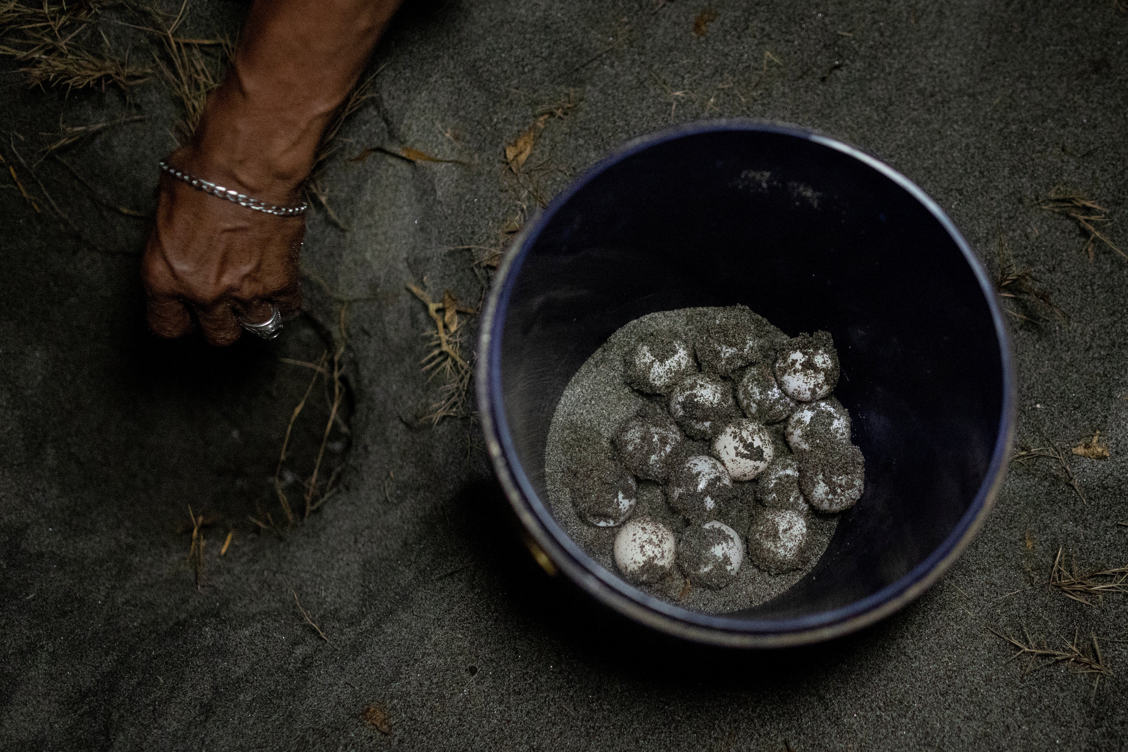 The eggs will be handed over to a conservation programme