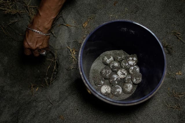 Turtle poachers turn from hunting to protect the most endangered of the ...