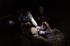 Turtle poachers turn from hunting to protect the most endangered of the species in Philippines