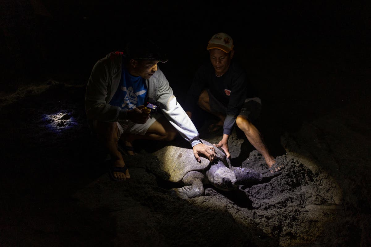 Philippine turtle poachers who now protect the species