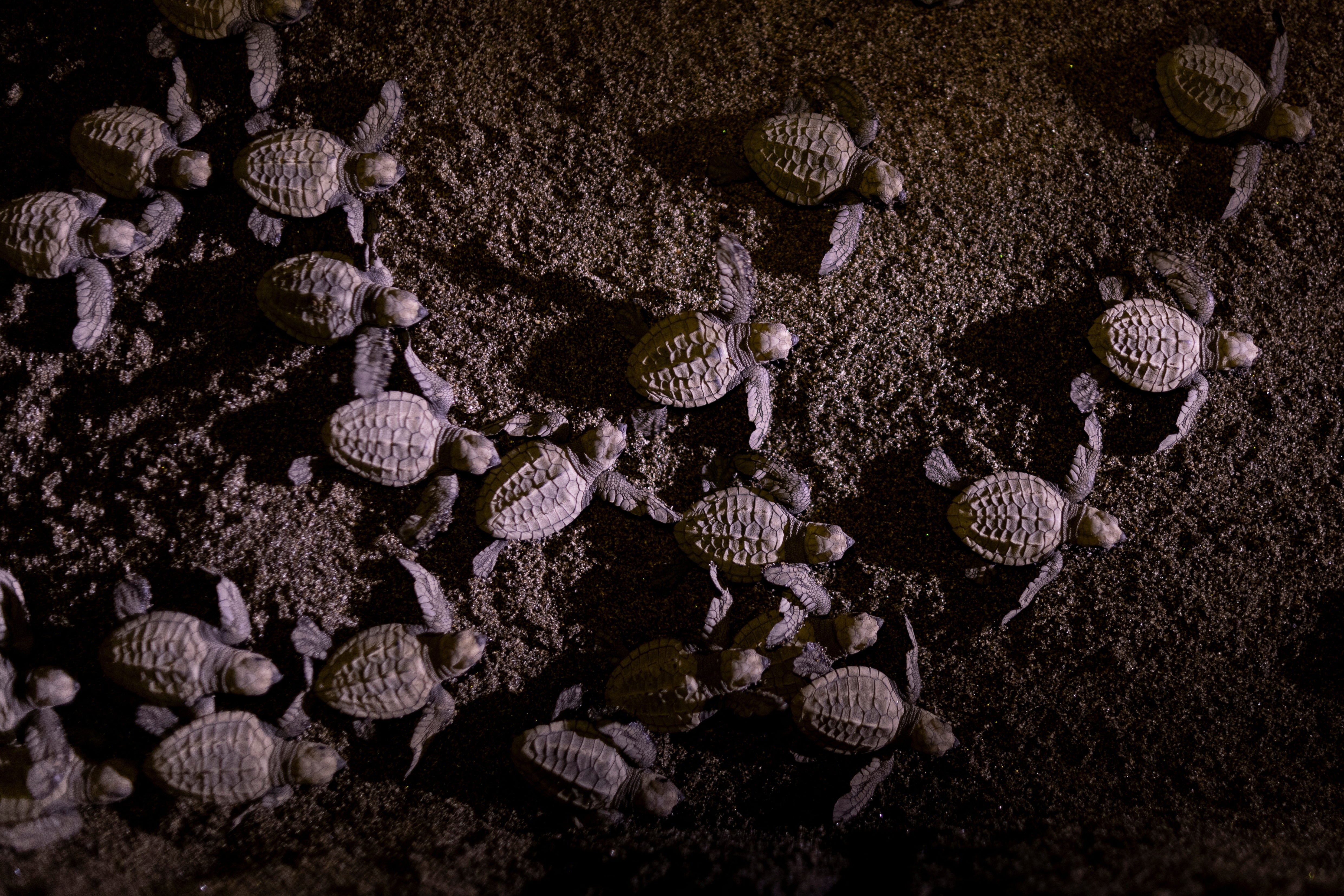Baby olive ridley sea turtles make their way to the sea