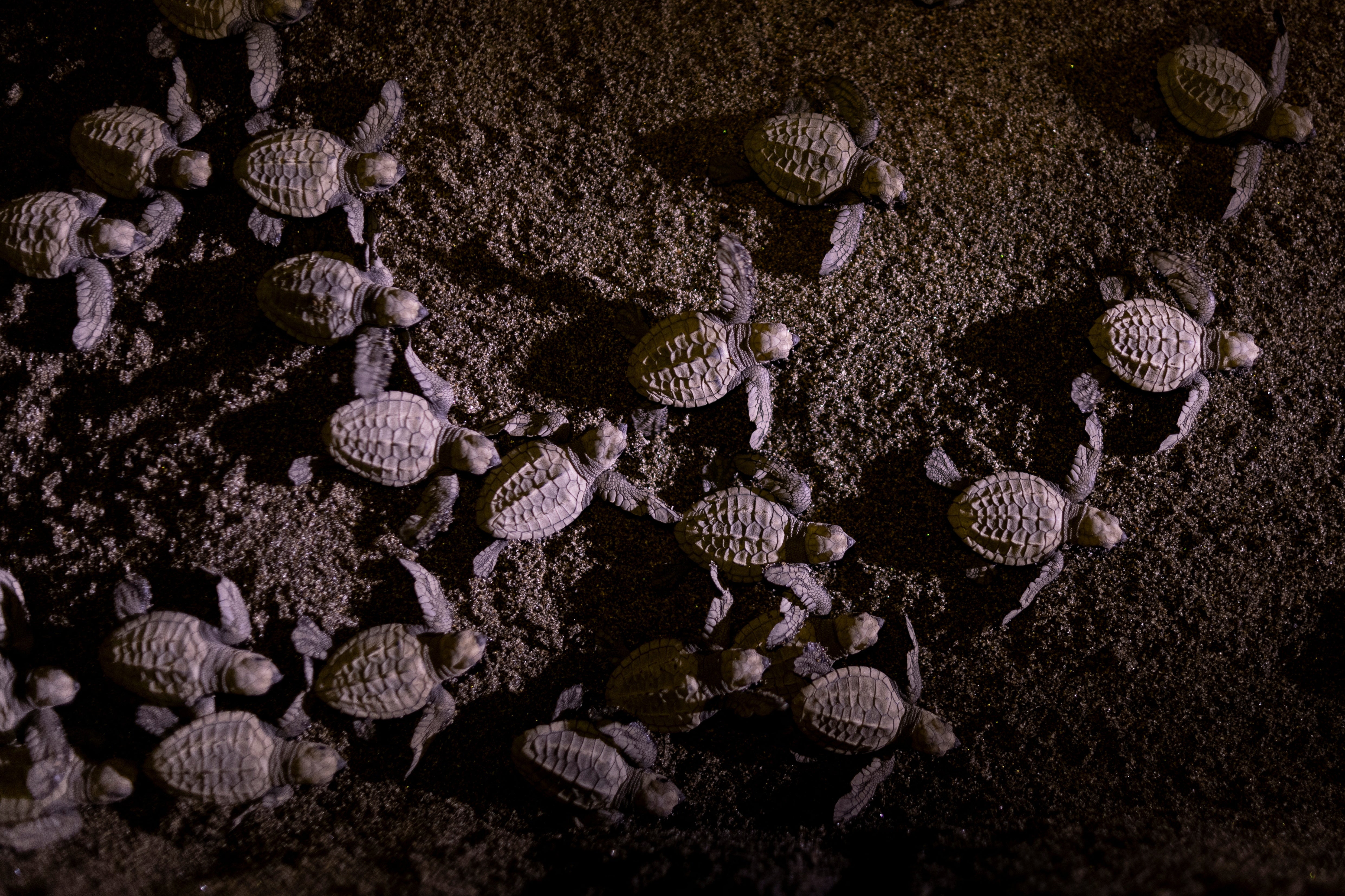 Baby olive ridley sea turtles make their way to the sea