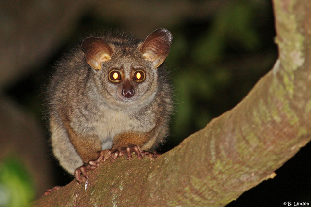 <p>The bushbaby is threatened by encroaching human civilisation</p>