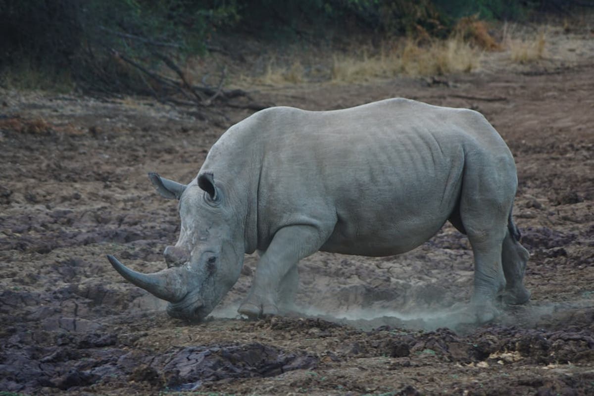 Zimbabweans implicated in regional rhino poaching surge