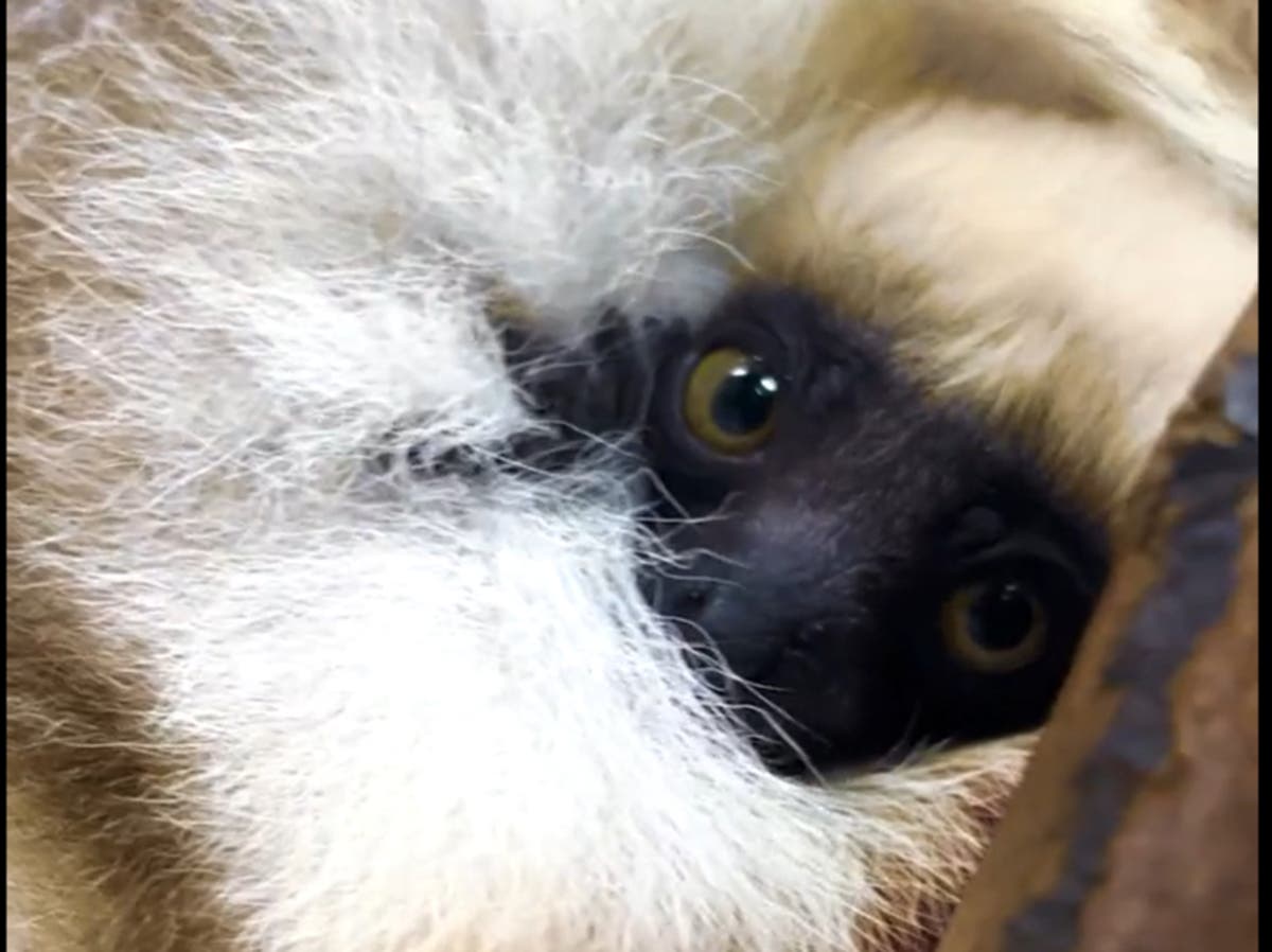 Critically endangered primate gives birth in British zoo in ‘landmark moment’