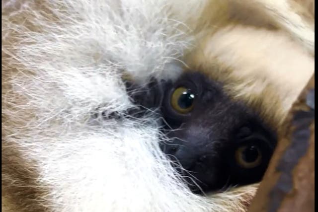 <p>Chester zoo has announced the ‘landmark’ birth of rare Coquerel’s sifaka also known as dancing lemur</p>