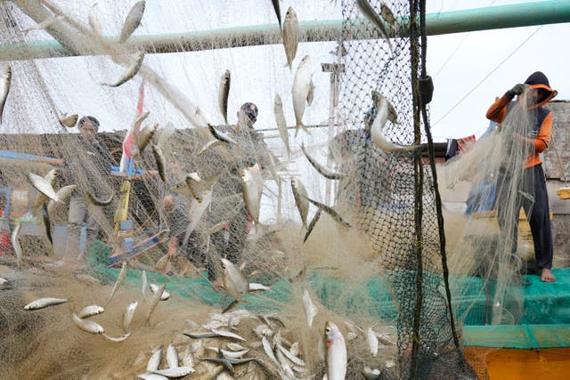 Ocean Fisheries Corruption