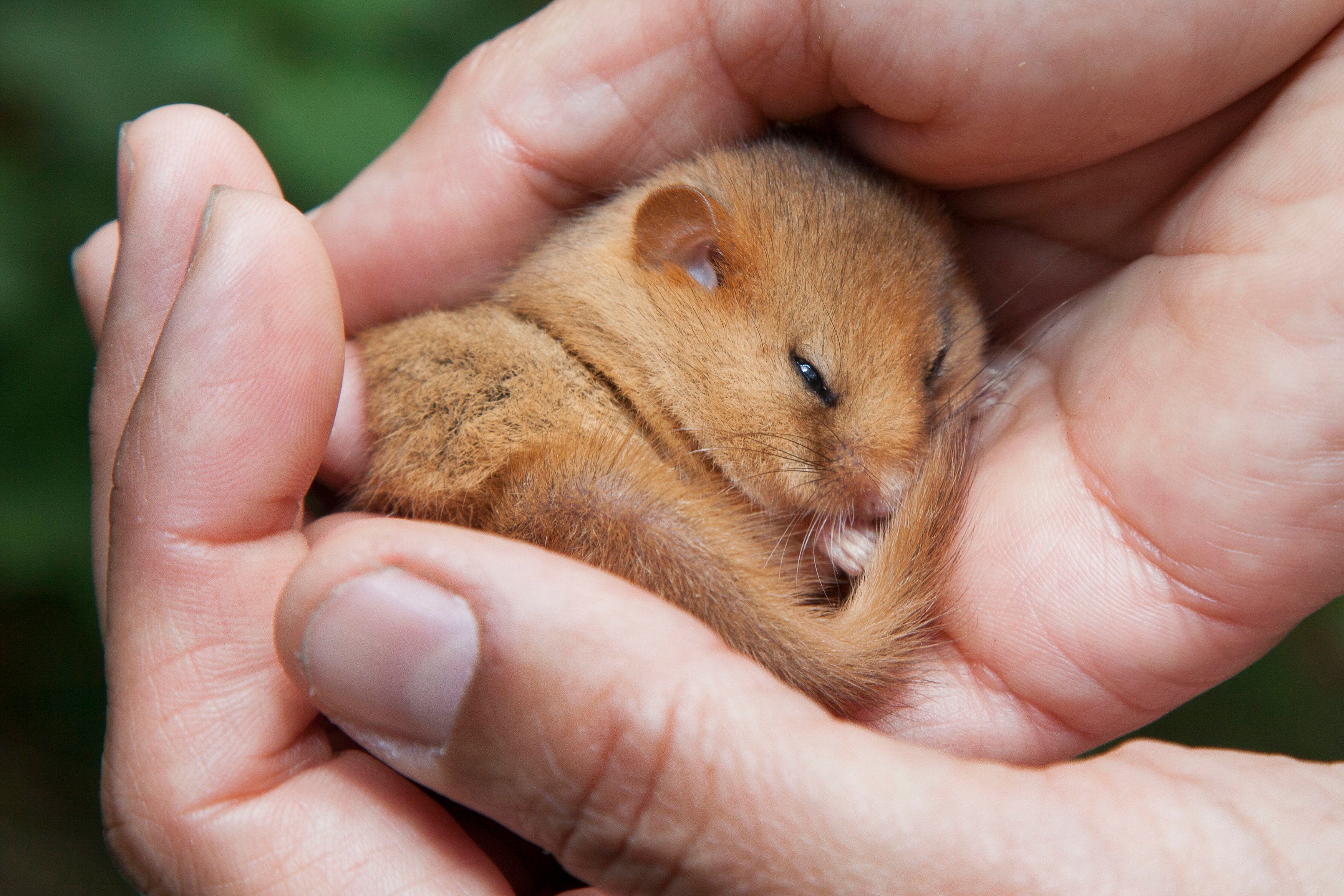 Hazel dormice are currently classed as vulnerable (Clare Pengelly/PA)