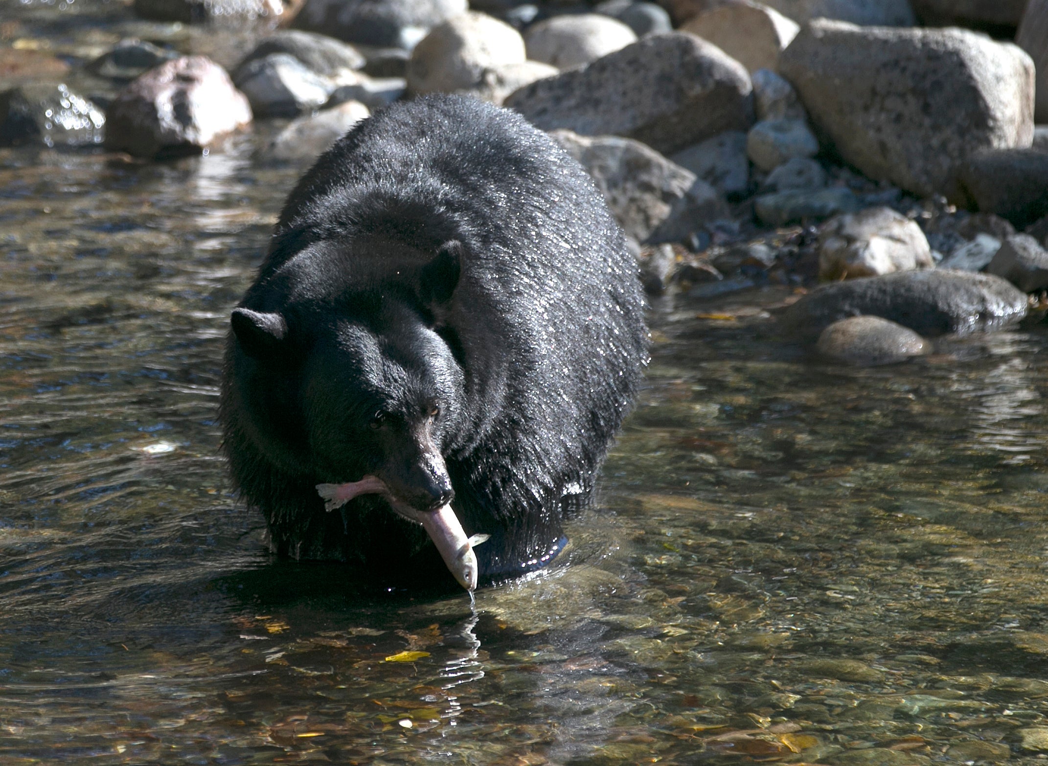 A Black Bear eats a salmon it caught in the Taylor Creekm Oct. 24, 2017, in South Lake Tahoe
