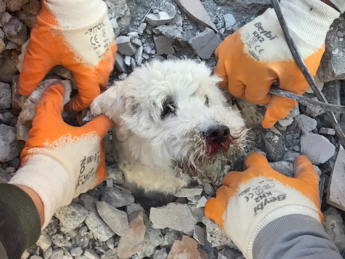 Dog rescued from Turkey earthquake rubble after 90 hours trapped under wreckage