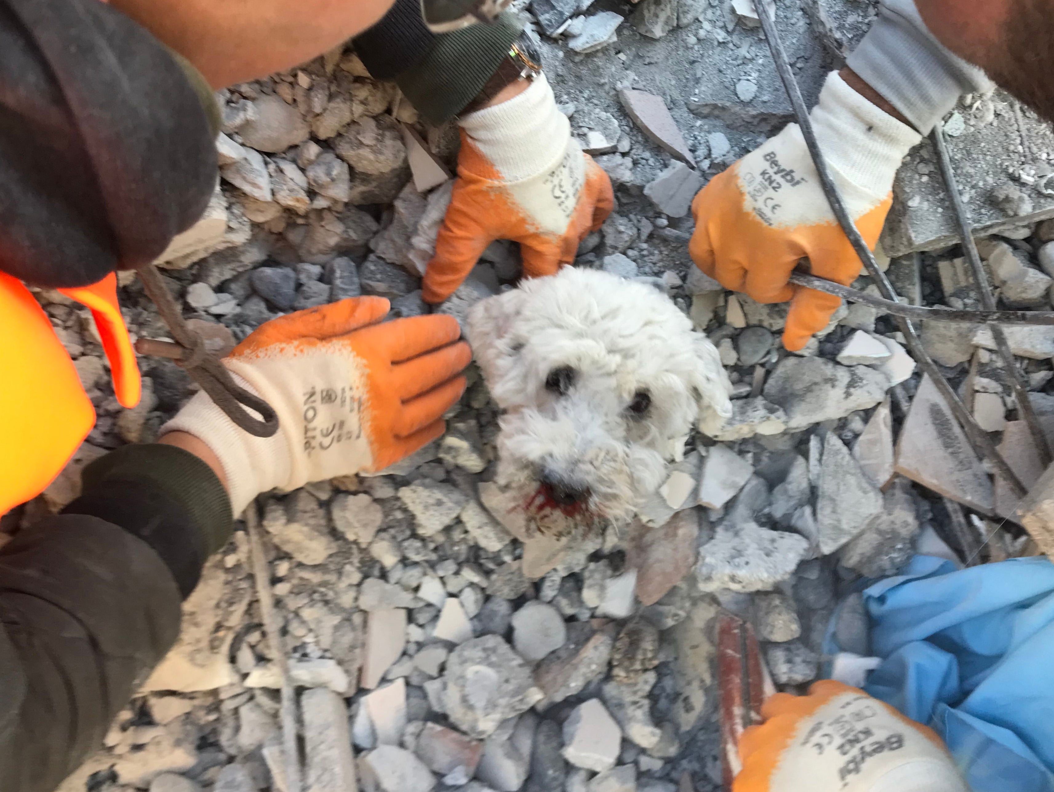 Rescuers pulled the dog from the debris