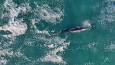 Huge fin whale plays with pod of dolphins off Cornwall coast