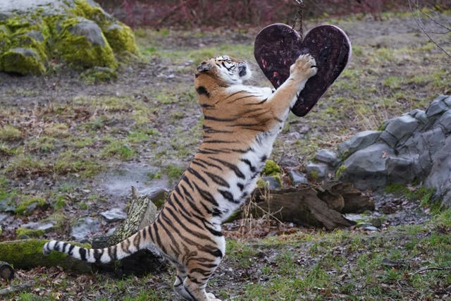 Amur tiger Hope enjoyed a heart shaped ice lolly (Andrew Milligan/PA)