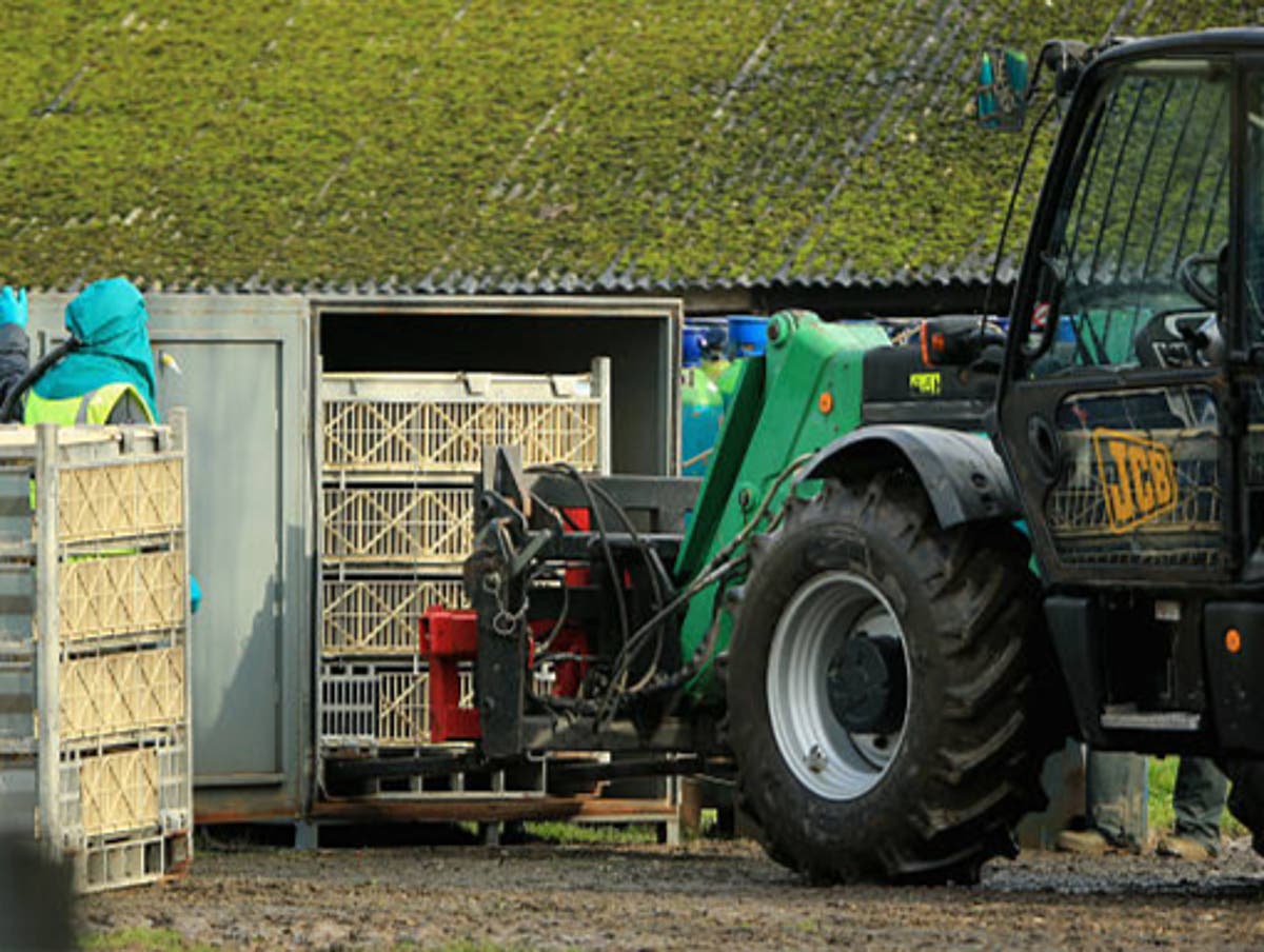 Bird flu pandemic warning as taxpayers shell out &pound;42m to compensate farmers