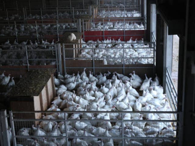 <p>Avian flu has been found at 145 premises in England </p>