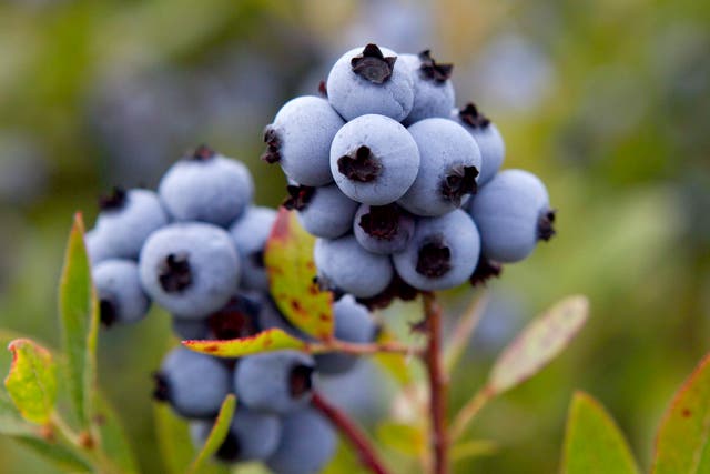 <p>Maine Blueberries</p>