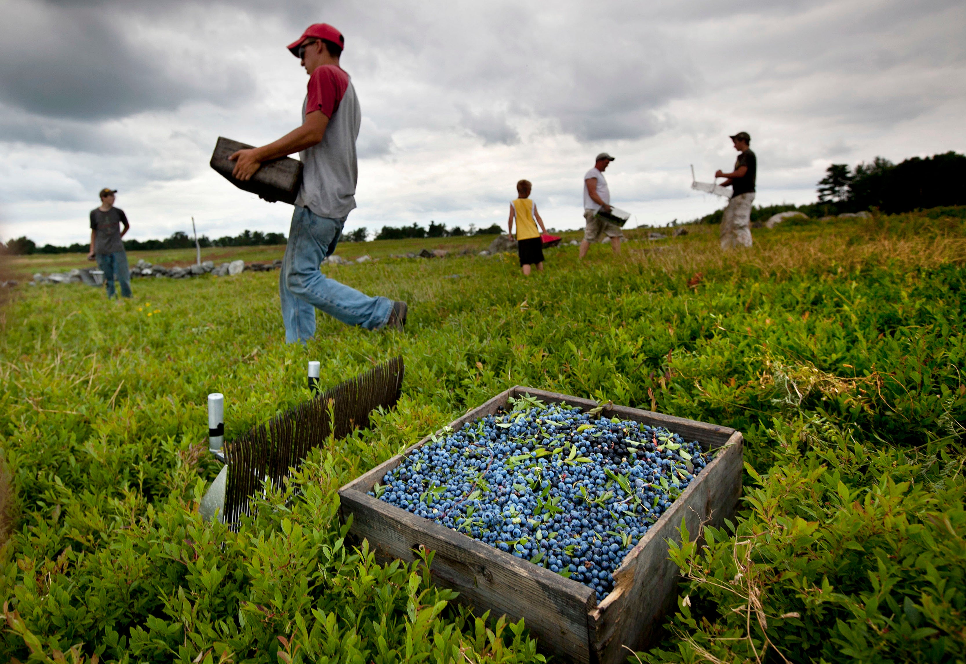 Maine Blueberries