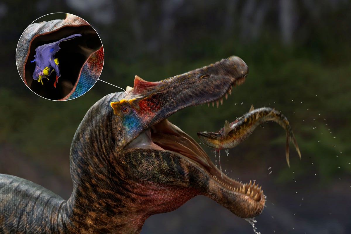 Spinosaurs inherited brainpower from ancestors to catch fish, scientists find