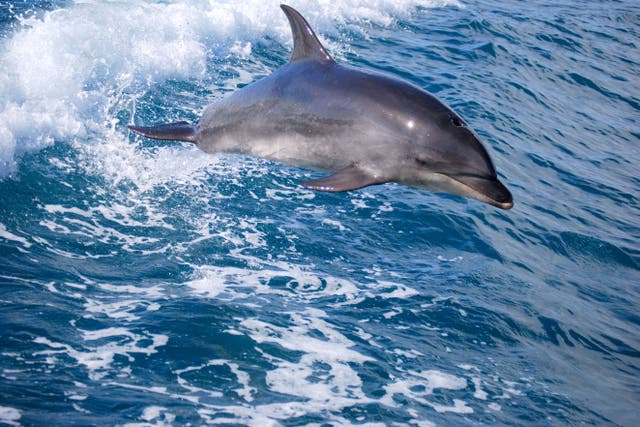 Dolphins are among the cetaceans that could be in danger from deep sea mining, a report said (Greg Balfour Evans/Alamy/PA)