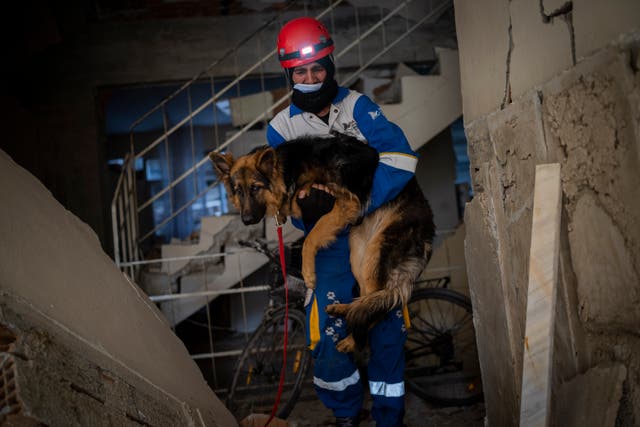 TURQUÍA-SIRIA-SISMO-MASCOTAS