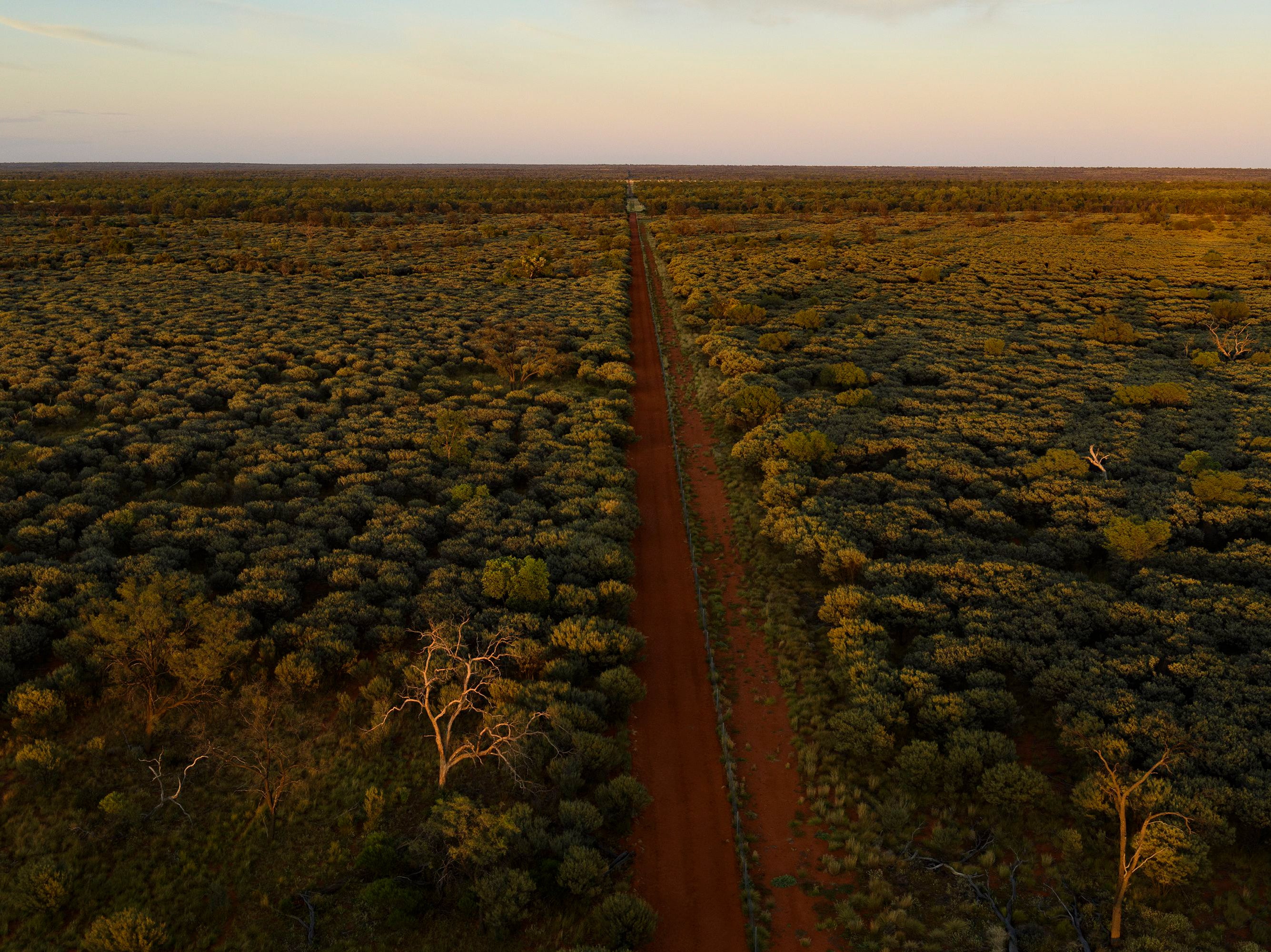 Mulga trees grow thick on Carol Godfrey’s Tinnenburra Station in southern Queensland