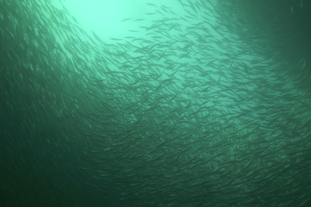 A shoal of herring in the west Atlantic. Stocks could recover in Scotland, scientists say. (Andy Jackson/PA)