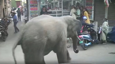 Moment elephant charges toward customers during rampage in busy shopping district