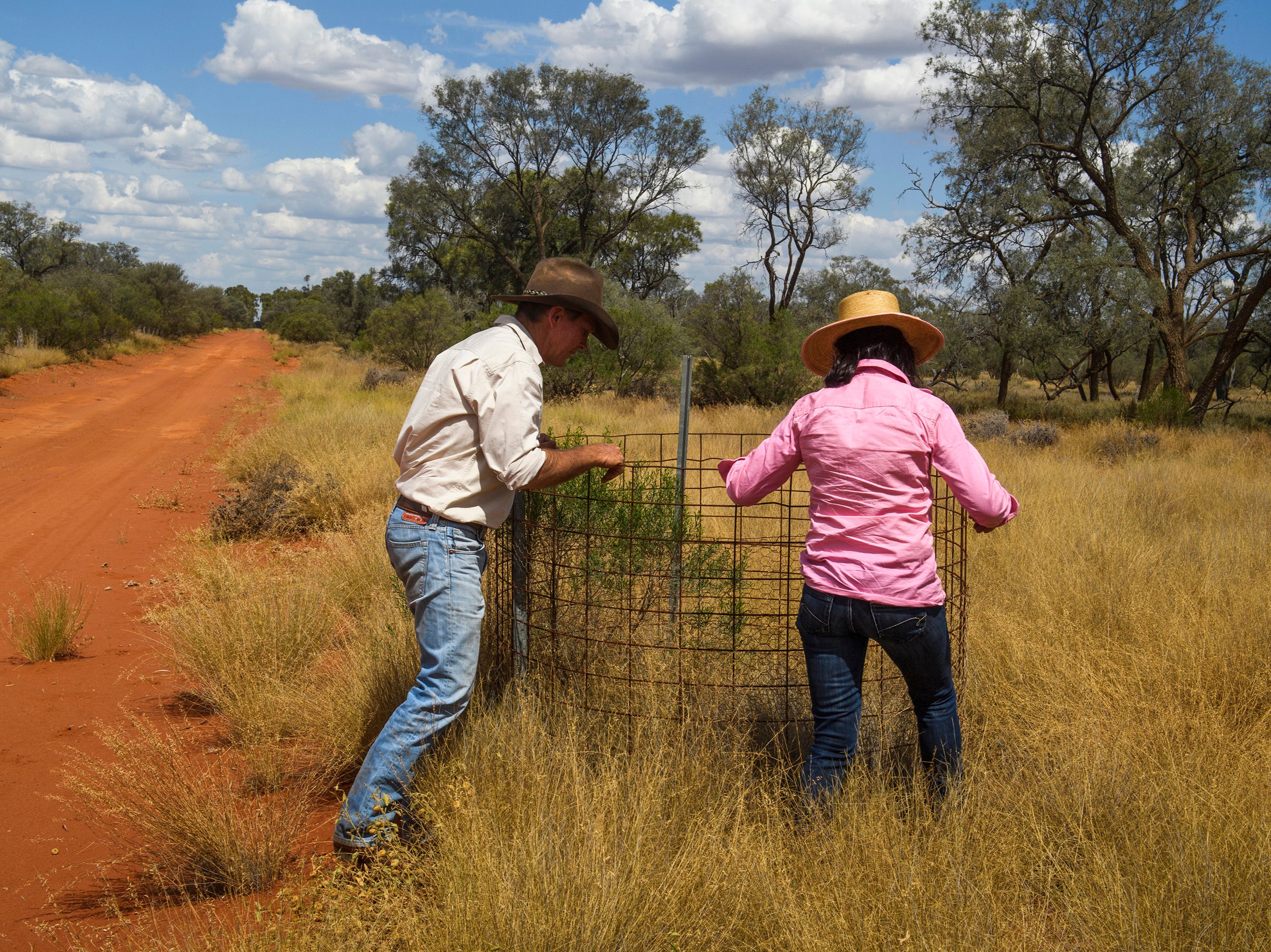 Graham Finlayson and his wife Cathy Finlayson inspect an experiment where they caged off a native shrub from cattle to measure the impact of grazing