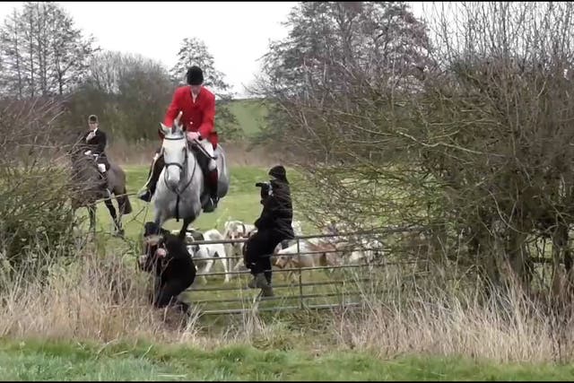 <p>Police have launched an investigation after shocking footage emerged showing a saboteur being flattened when she was trampled by a horse during a hunt.</p>