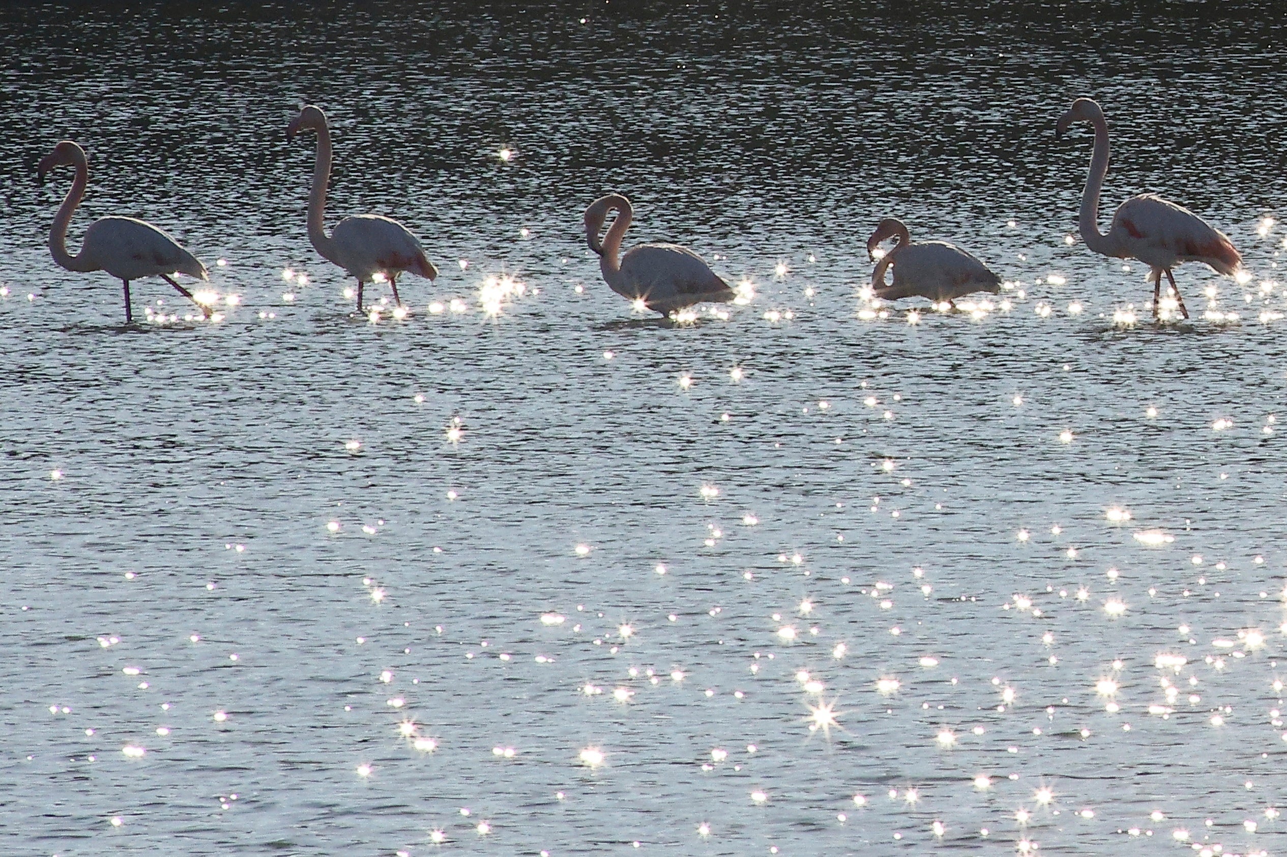 Albania New Airport Ecosystem