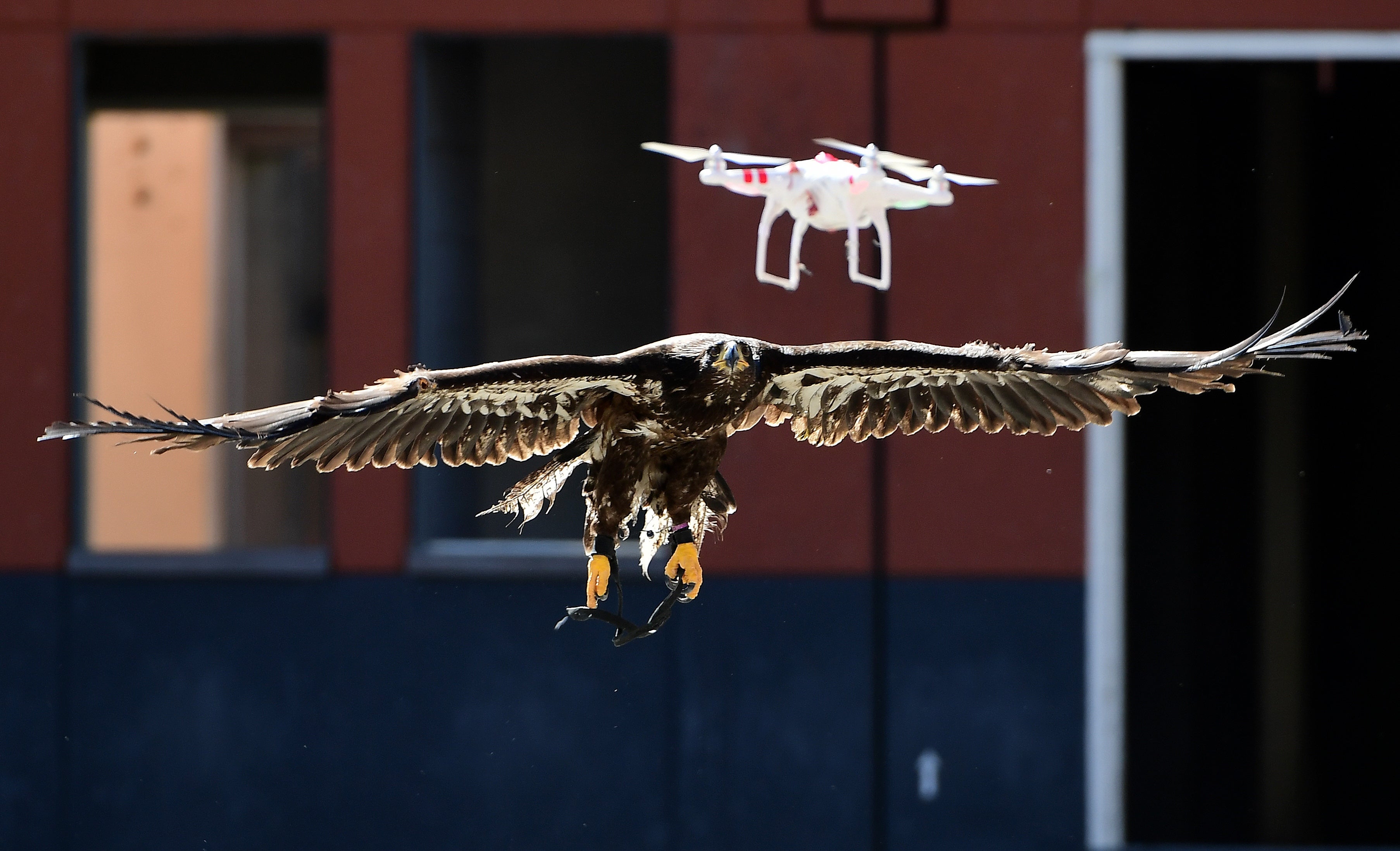 <p>A trained young eagle attempts to catch a drone during a demonstration organized by the Dutch police as part of a program to train birds of prey to catch drones flying over sensitive or restricted areas, at the Dutch Police Academy in Ossendrecht, on September 12, 2016</p>