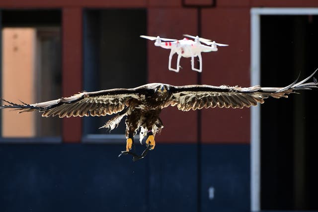 <p>A trained young eagle attempts to catch a drone during a demonstration organized by the Dutch police as part of a program to train birds of prey to catch drones flying over sensitive or restricted areas, at the Dutch Police Academy in Ossendrecht, on September 12, 2016</p>