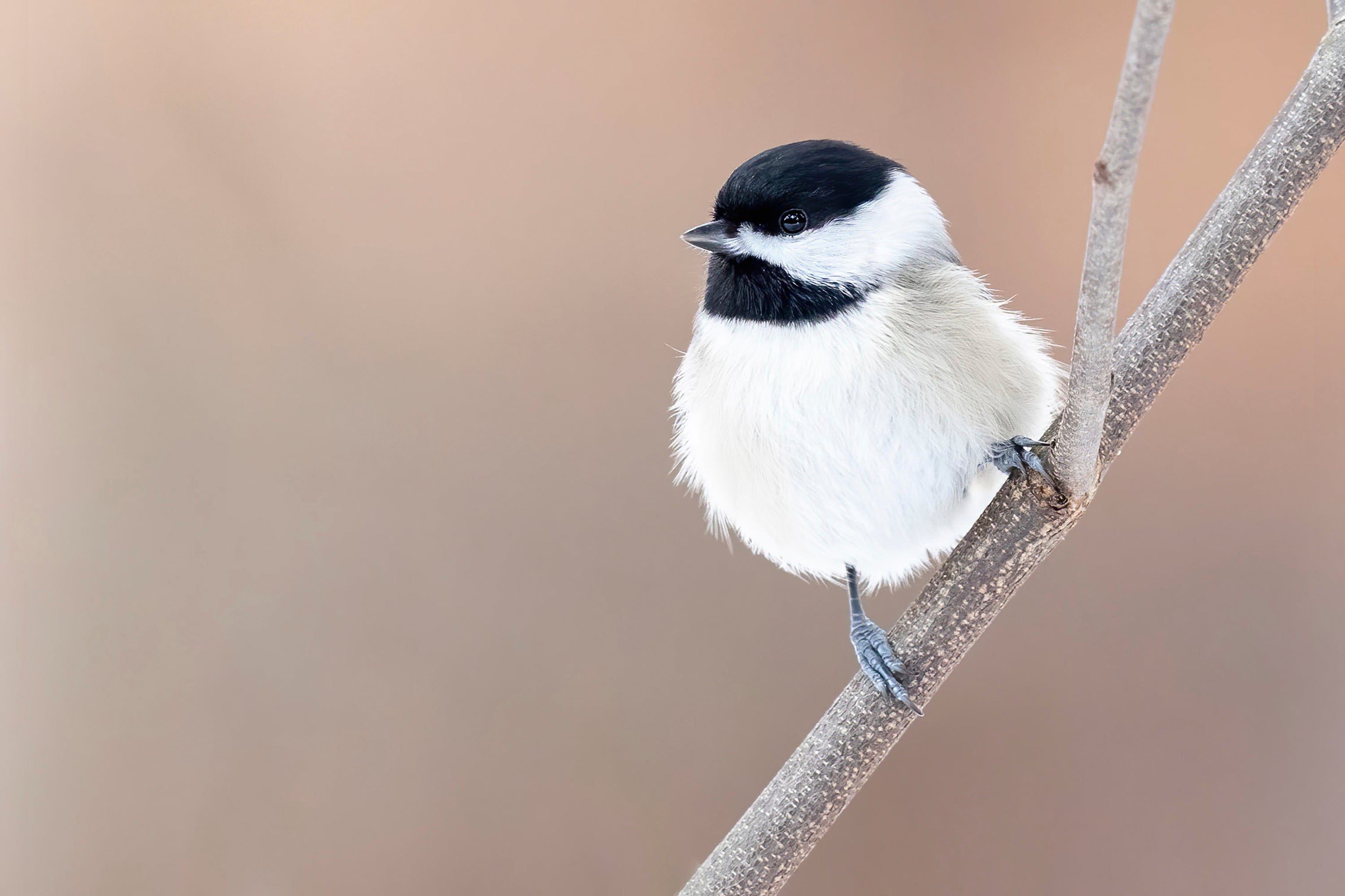 Homes-Outdoors-Bird Gear