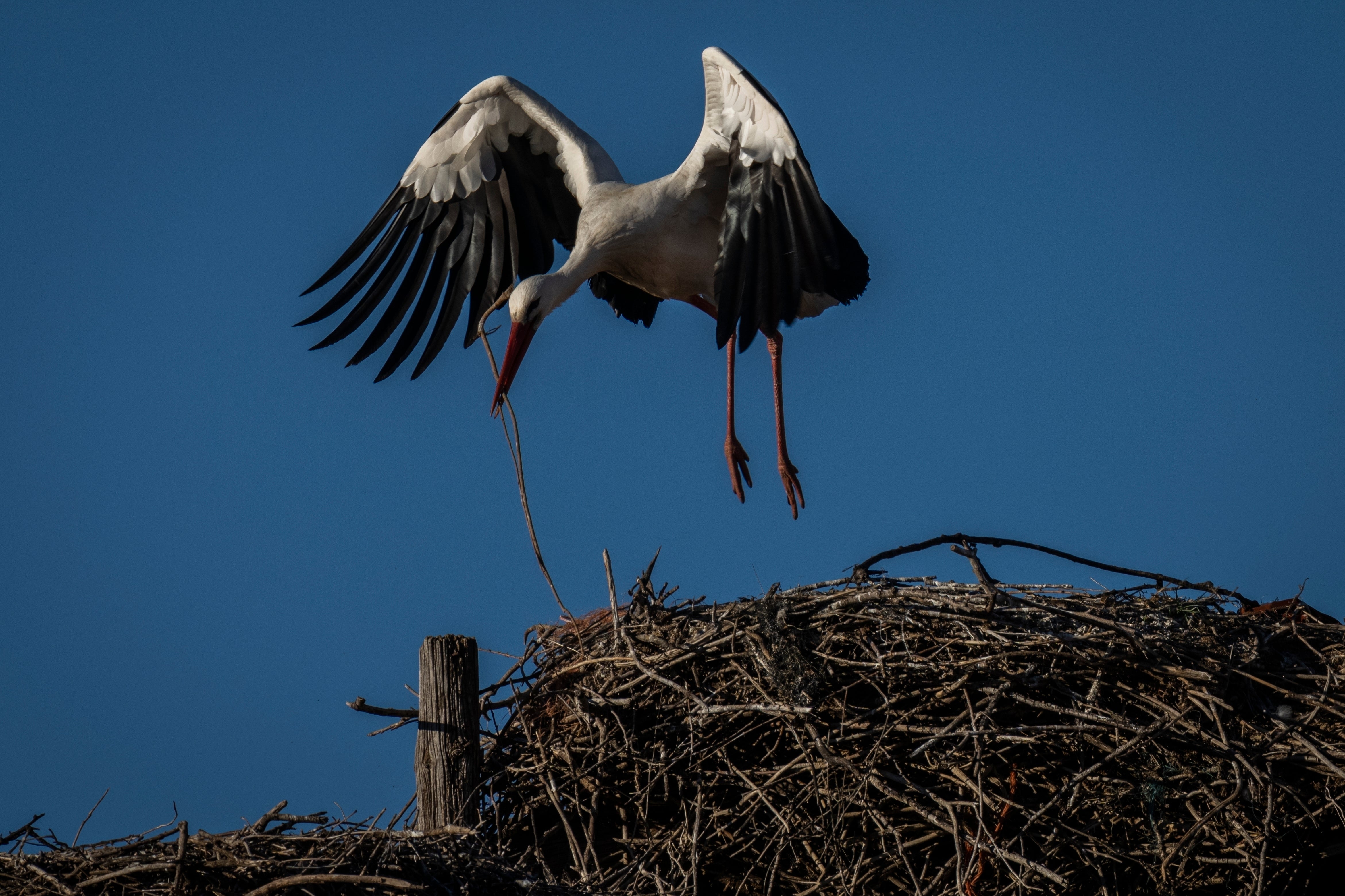 CAMBIO CLIMÁTICO-ESPAÑA-CIGÜEÑAS