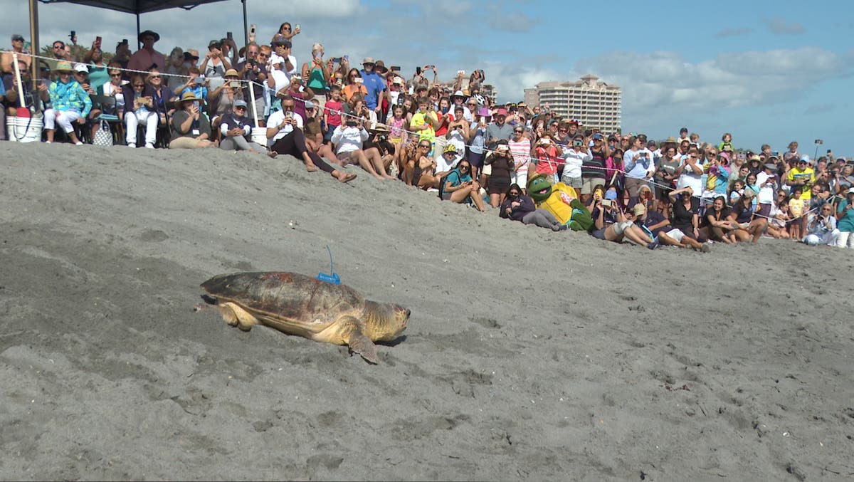 Loggerhead sea turtle released after rehabbing in Florida