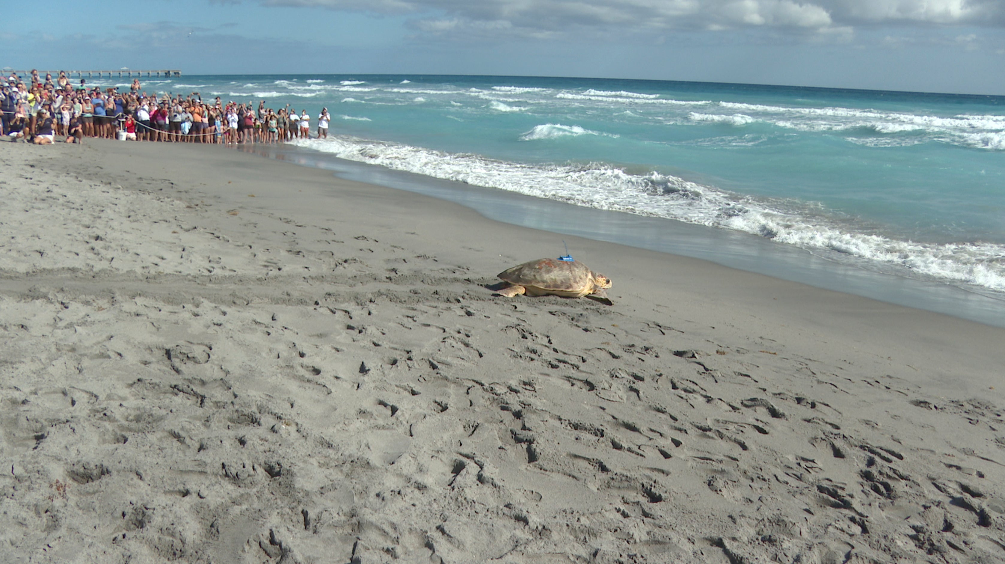 Sea Turtle Release
