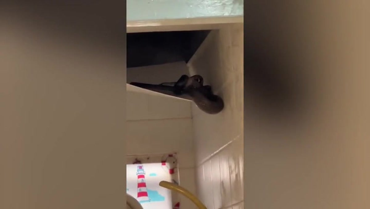 Python and cobra ‘fight’ in family’s bathroom ceiling