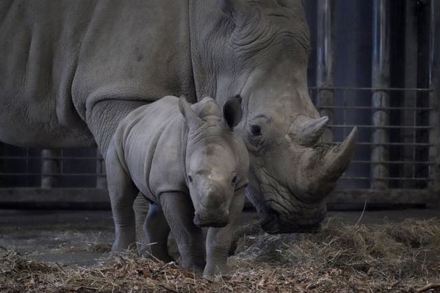 The Born Free Foundation said 75% of the British public supports its aims of removing large animals like rhinos from zoos (Niall Carson/PA)