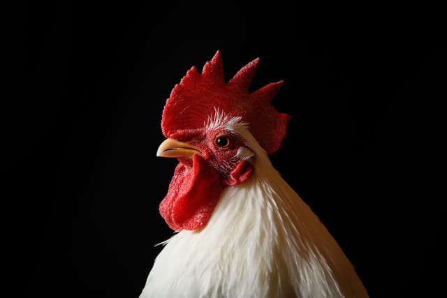 <p>An Irish man was attacked by a chicken on his property last April </p>
