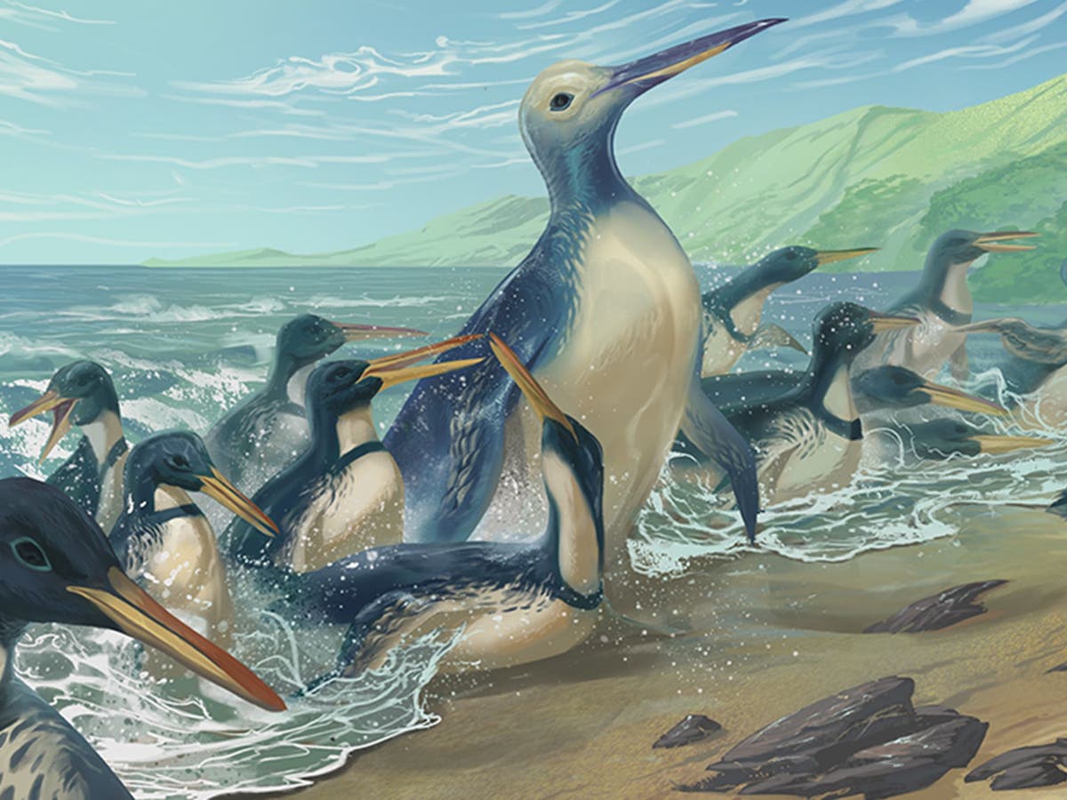 Ancient ‘monster penguin’ is largest ever discovered and weighed as much as a gorilla