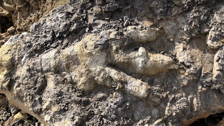 Fhe largest dinosaur footprint ever found in Yorkshire