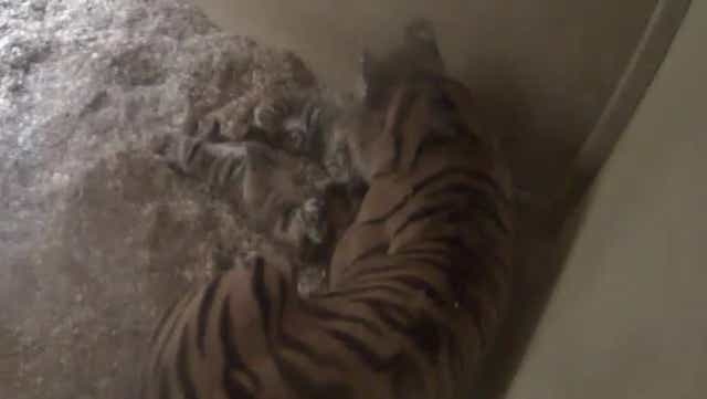 Zoo - latest news, breaking stories and comment - The Independent Zoo - latest news, breaking stories and comment - The Independent
