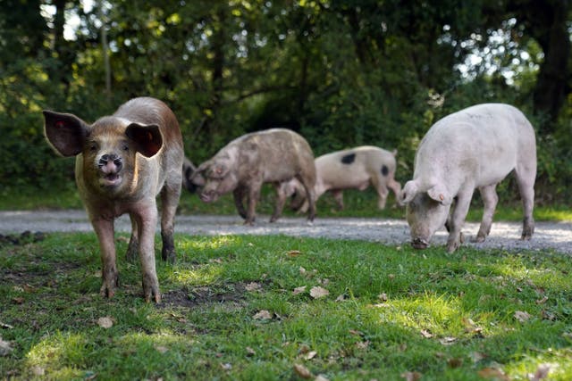 Domestic pigs roam along the roadside in Ibsley in Hampshire during pannage, when the animals are allowed to wander in the New Forest during a set time in the autumn to feast on fallen acorns (Andrew Matthews/PA)