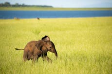Govt partnership reawakens former stronghold for black rhino in Zimbabwe