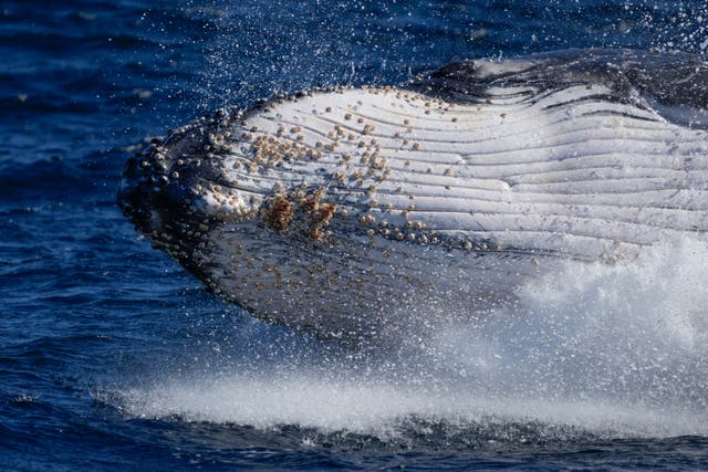 CORRECTION Humpback Whale Songs