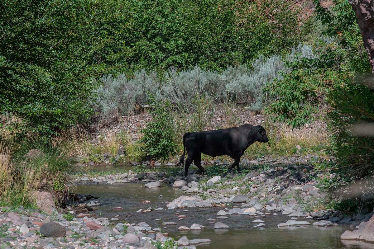 19 wild cows killed in US aerial shooting operation