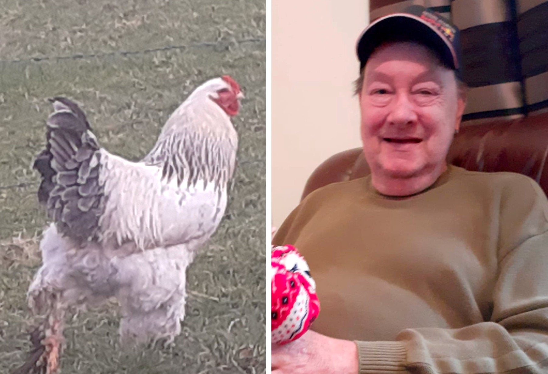Jasper Kraus died after being attacked by his pet rooster