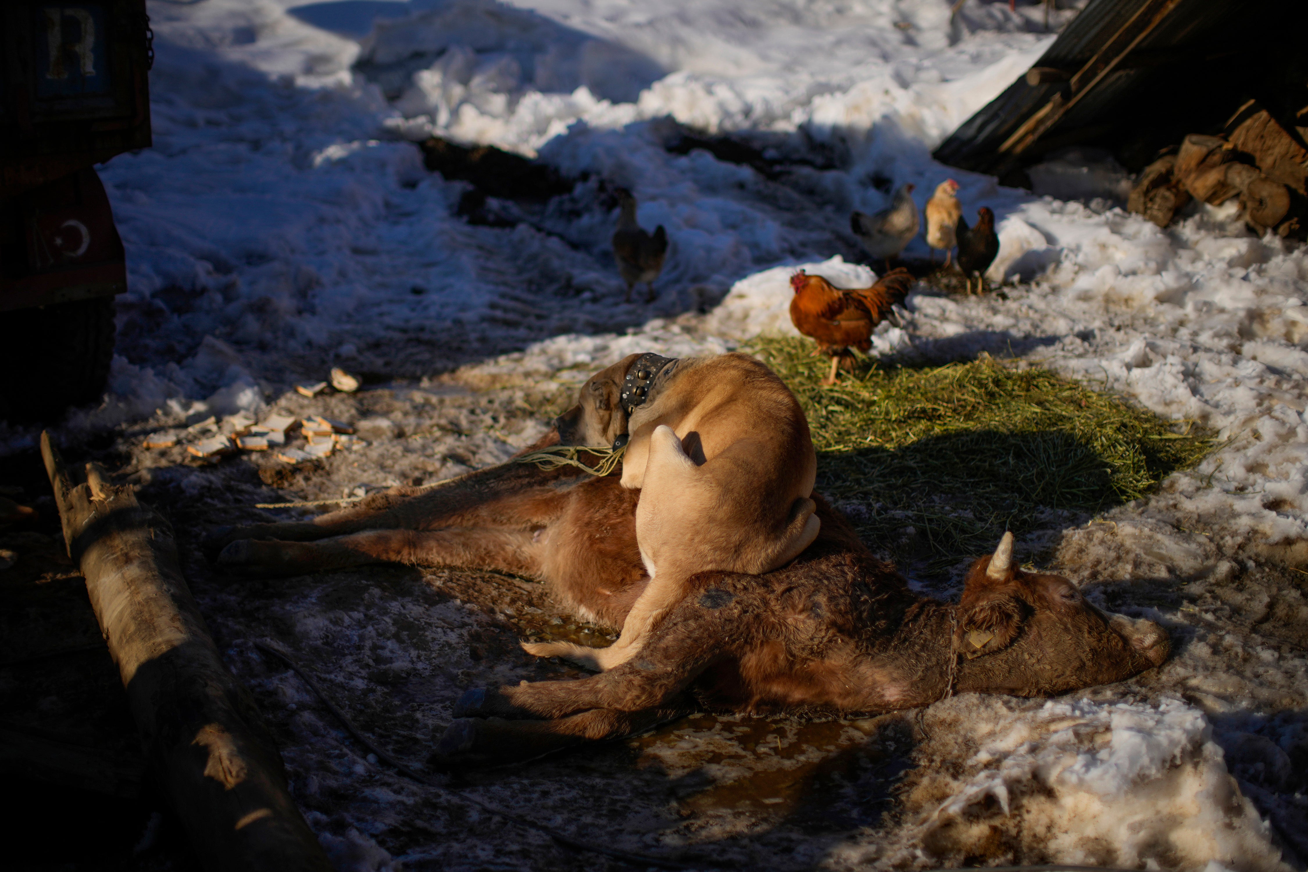 Pictures of the Week Global Photo Gallery