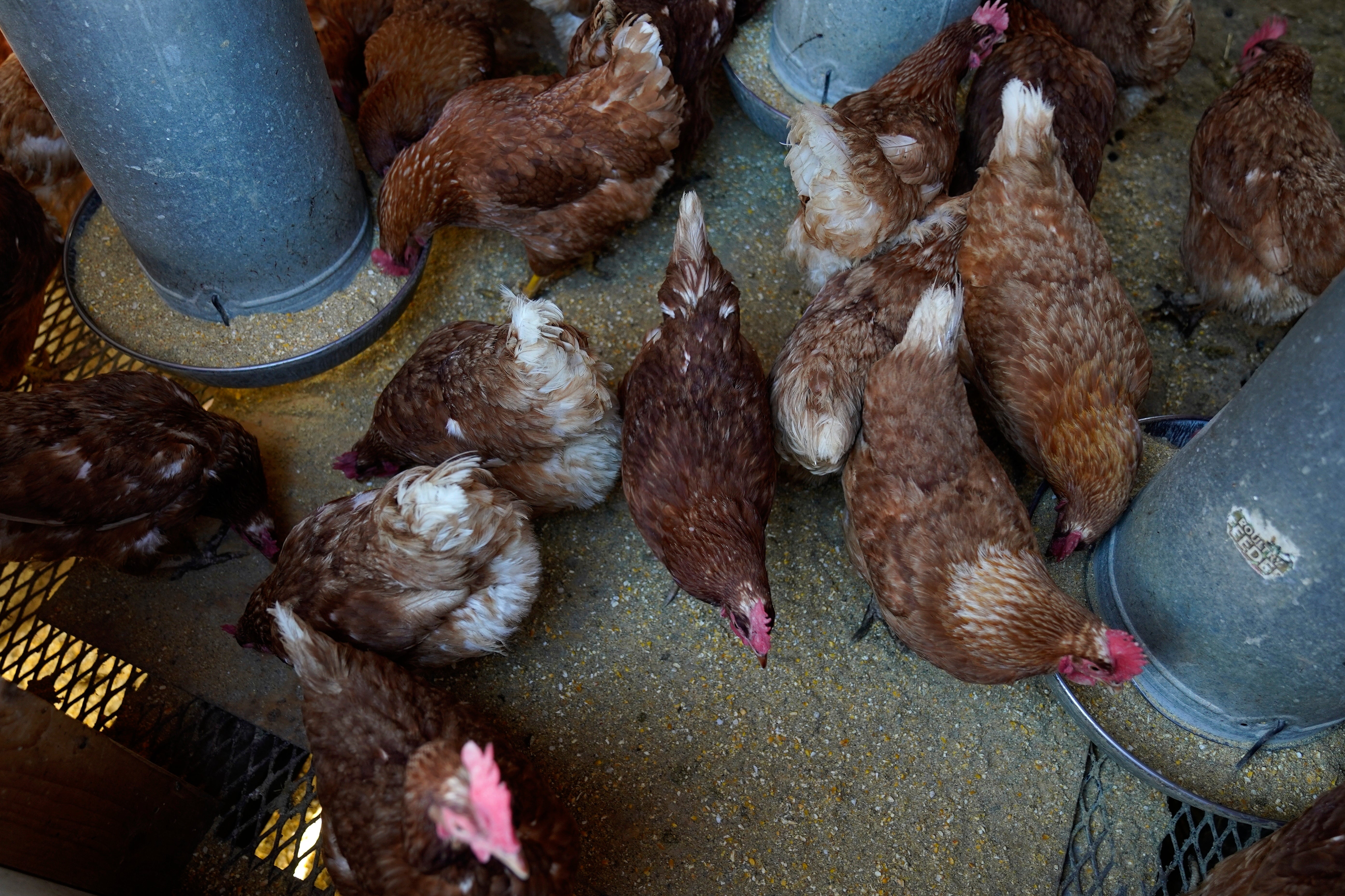 Millions of birds with avian flu have been culled in the past 20 years